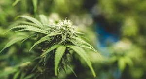 Does CBD Make You Last Longer?