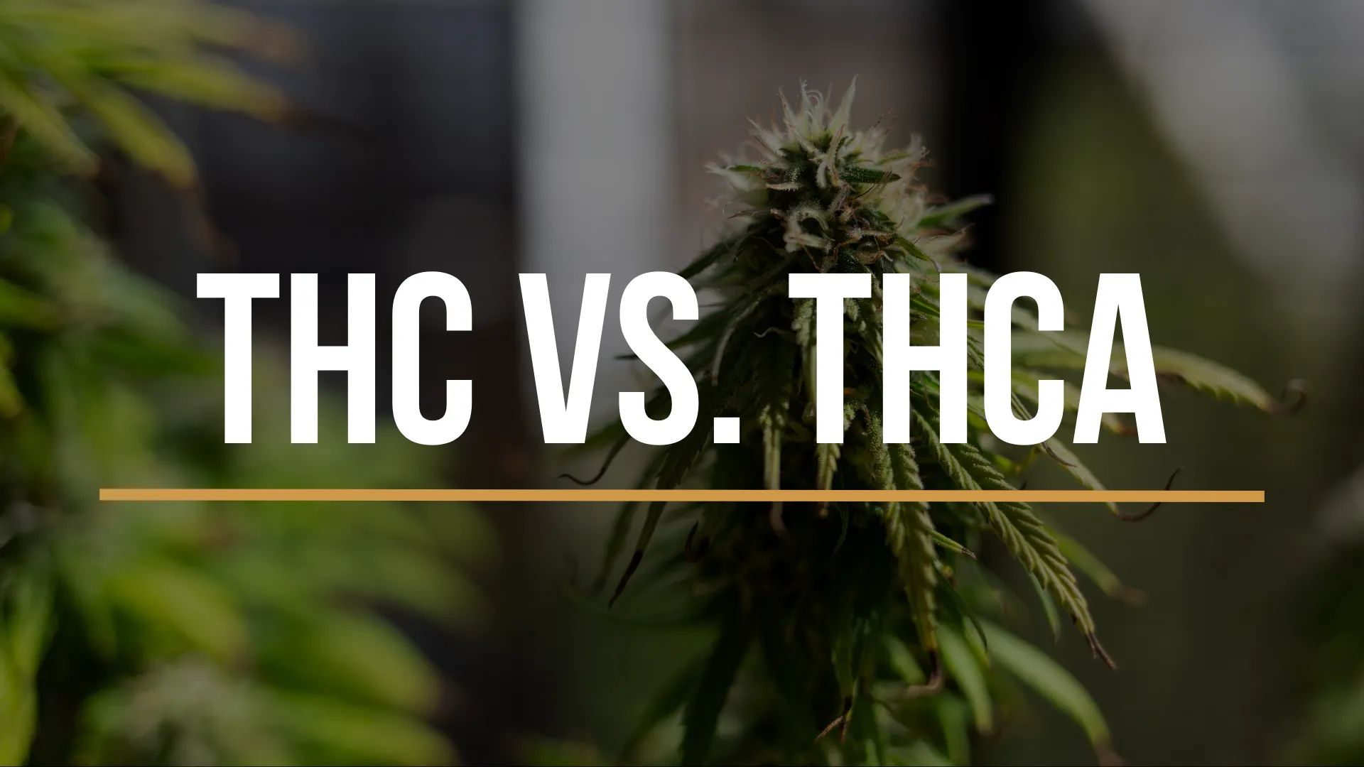 What's the difference between THC and THCA