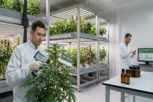Benefits of CBC for Wellness and the Where to Find It (Hint: The Answer Is Oregon-Based Kine Industries!)